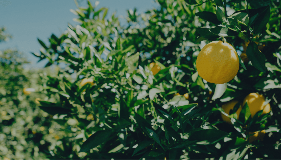 Kampung Lemon